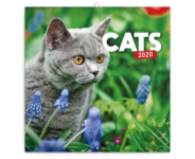 Falinaptár Cat 6097