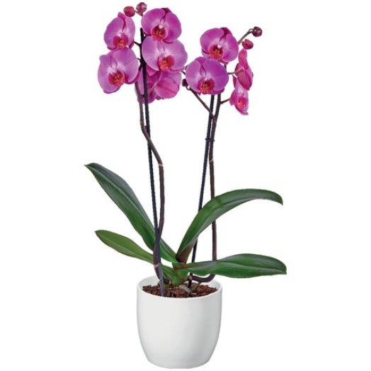 Lepkeorchidea