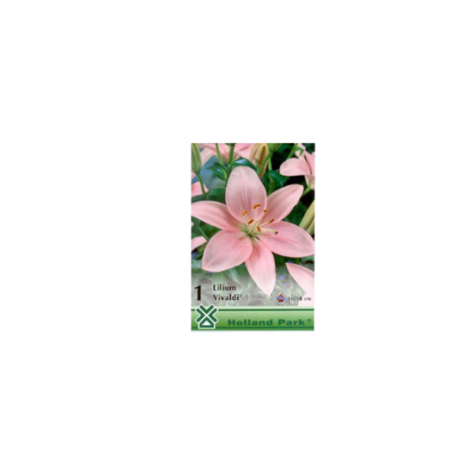 LILIOM ASIATIC PINK 16-18CM