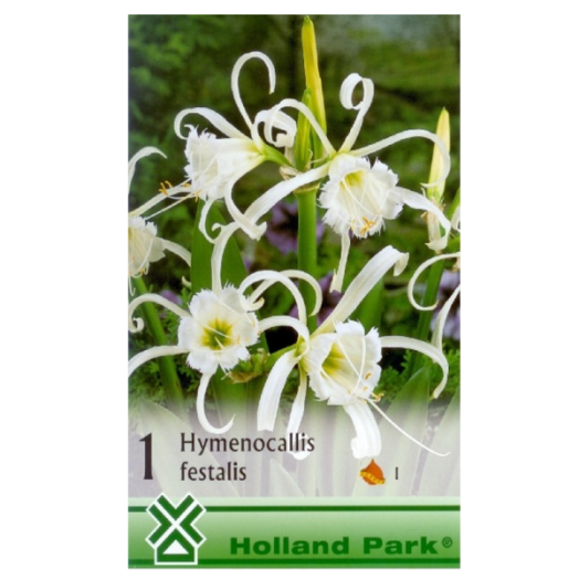 PÓKLILIOM (HYMENOCALLIS FESTALIS)