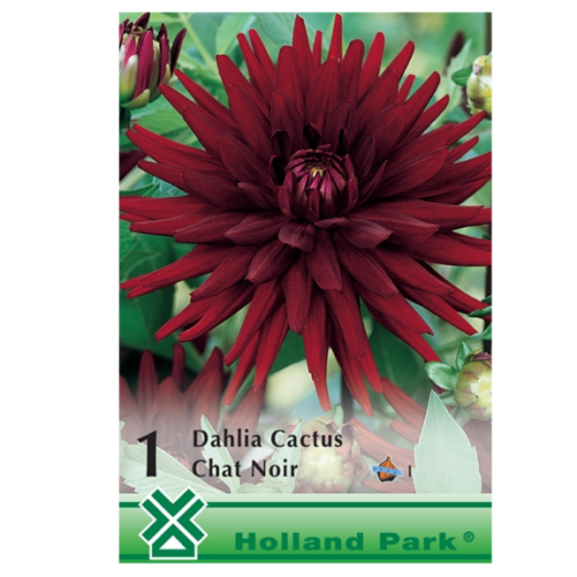 DAHLIA KAKTUSZ CHAT NOIR BORDÓ