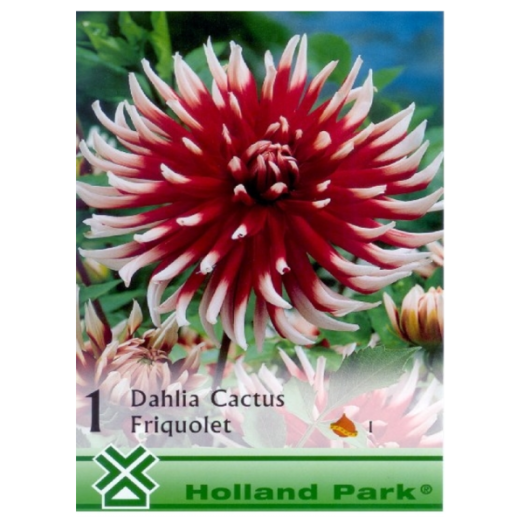 DAHLIA KAKTUSZ FRIQUOLET BORDÓ FEHÉR SZÉLLEL