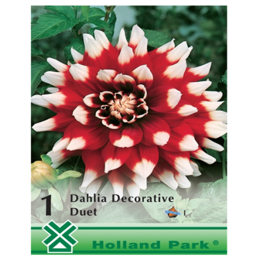 DAHLIA DECORATIVE DUET PIROS-FEHÉR