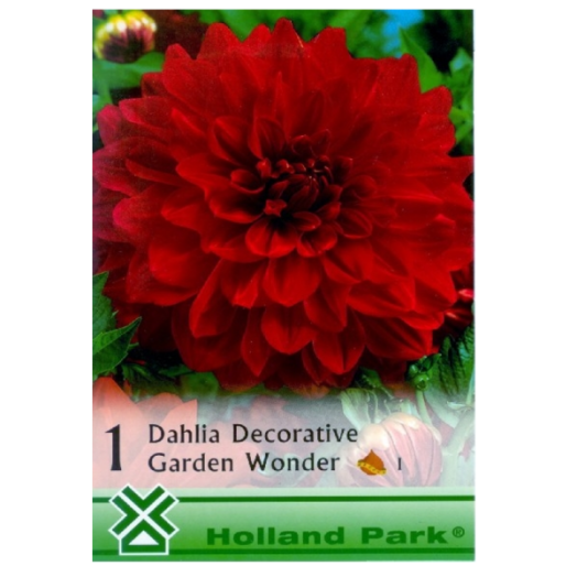 DAHLIA DECORATIVE GARDEN WONDER PIROS ÓRIÁS