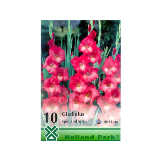 GLADIOLUS SPIC AND SPAN KARDVIRÁG BARACK