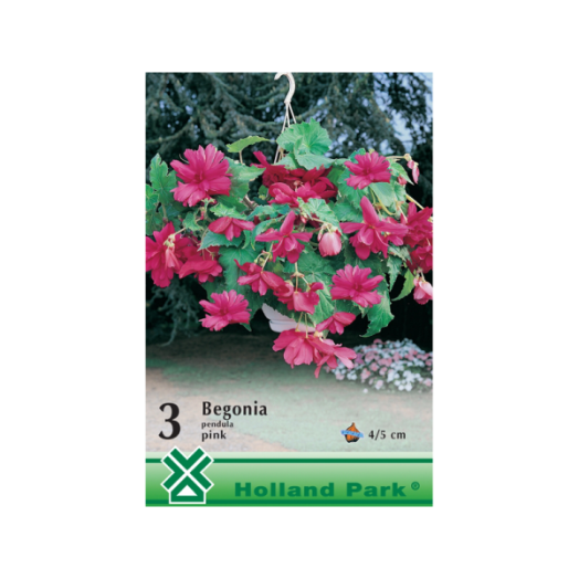 BEGONIA FUTÓ PINK
