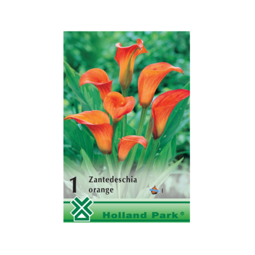 ZANTEDESCHIA NARANCS KÁLA