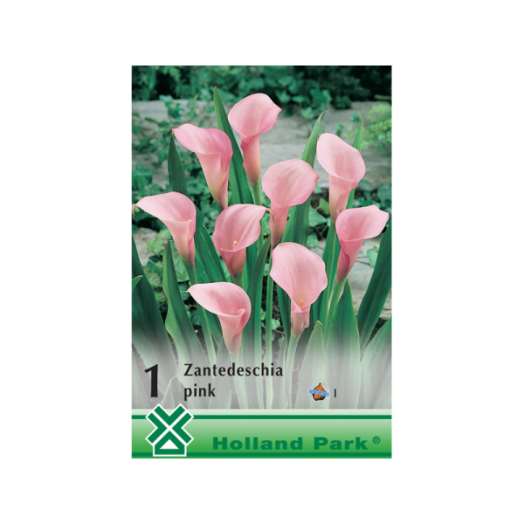 ZANTEDESCHIA PINK KÁLA