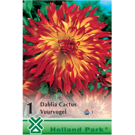 DAHLIA KAKTUSZ VUURVOGEL BORDÓ,NARANCS CIRMOS