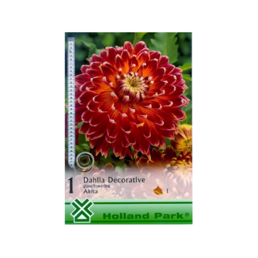 DAHLIA DECORATIVE AKITA ÓRIÁS PIROS-SÁRGA