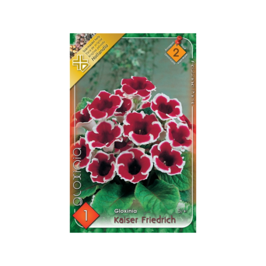GLOXINIA PIROS-FEHÉR
