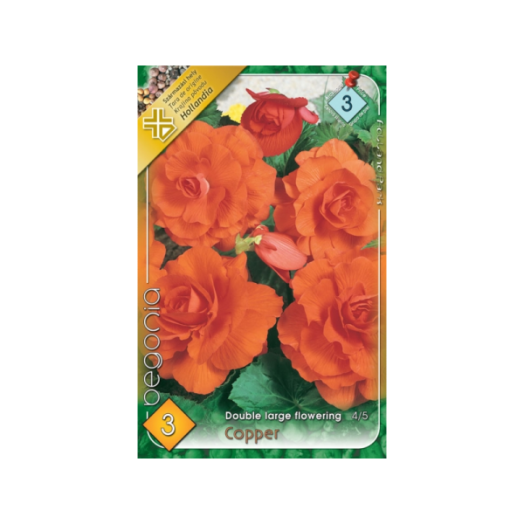 BEGONIA NAGYVIRÁGÚ NARANCS 4/5