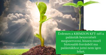 Palántát beszerezni nagy mennyiségben nagyon nehéz-Krimzon