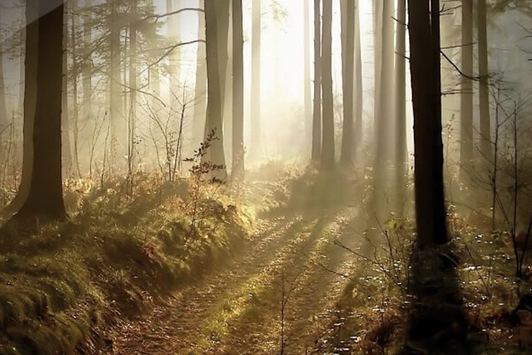 Bemutatjuk a Fekete-erdő inspirálta Praktiker kollekciót