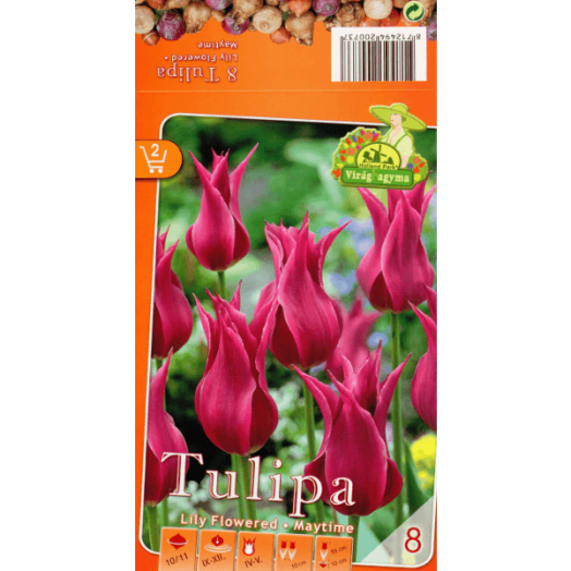 TULIPÁN (TULIPA LILY FLOWERED MAYTIME) 10,11CM