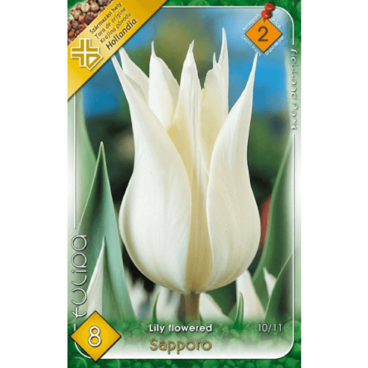 TULIPÁN (TULIPA LILY FLOWERED SAPPORO) 10,11CM