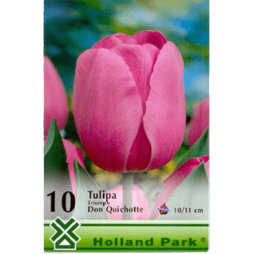 VH.2.TULIPA TRIUMPH DON QUICHOTTE