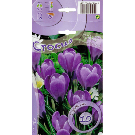 CROCUS LARGE FLOWERING FLOWER RECORD 7-8CM