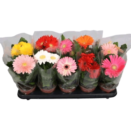 GERBERA MIX CS:12CM