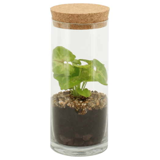 TERRARIUM ÖSSZEÁLLÍTÁS ÁTM.:9 CM, M:25CM