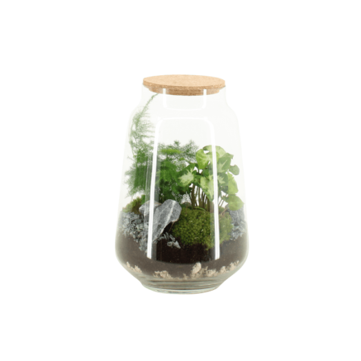 TERRARIUM ÖSSZEÁLLÍTÁS ÁTM.:17 CM, M:25C
