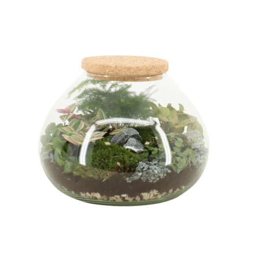 TERRARIUM ÖSSZEÁLLÍTÁS ÁTM.:25 CM, M:20