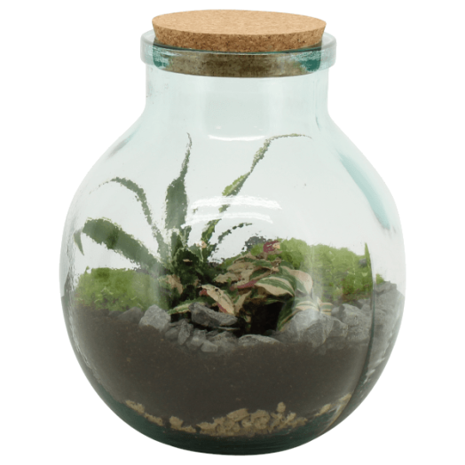 TERRARIUM ÖSSZEÁLLÍTÁS ÁTM.:21 CM, M:25C