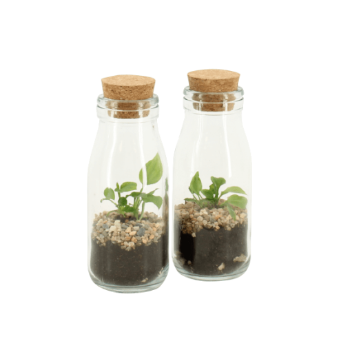 TERRÁRIUM ÖSSZEÁLLÍTÁS 6 CM 2.KAT