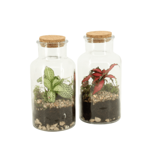 TERRÁRIUM ÖSSZEÁLLÍTÁS 9 CM 1.KAT