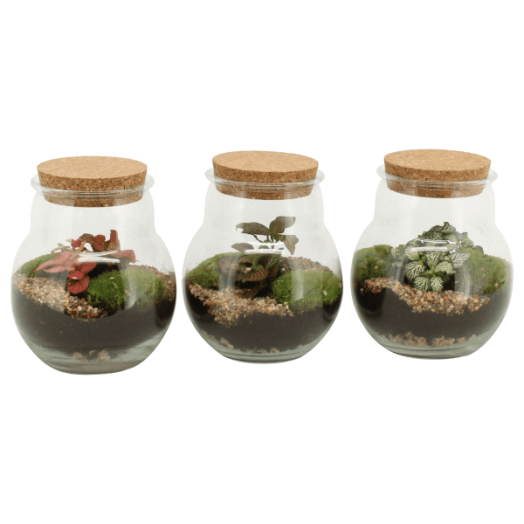 TERRÁRIUM ÖSSZEÁLLÍTÁS 16 CM
