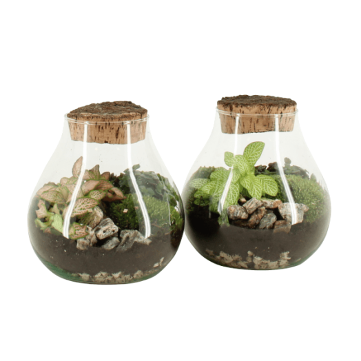 TERRÁRIUM ÖSSZEÁLLÍTÁS 17 CM 6.KAT.