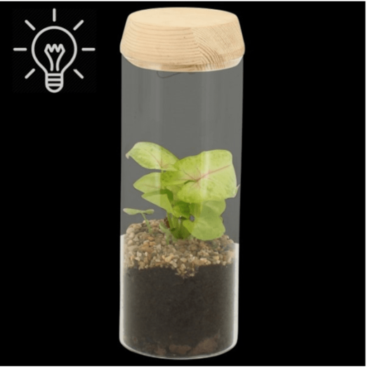TERRÁRIUM ÖSSZEÁLLÍTÁS LEDDEL 9 CM
