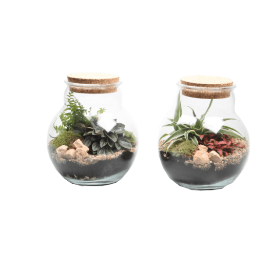 TERRÁRIUM ÖSSZEÁLLÍTÁS 20 CM