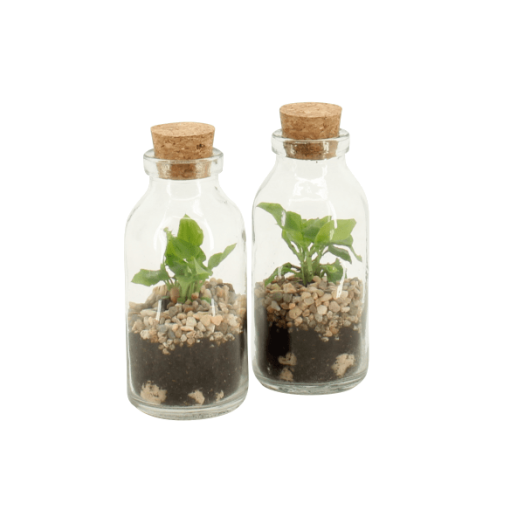 TERRÁRIUM ÖSSZEÁLLÍTÁS 6 CM 1.KAT.