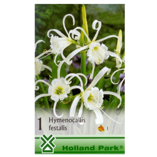 PÓKLILIOM (HYMENOCALLIS FESTALIS)