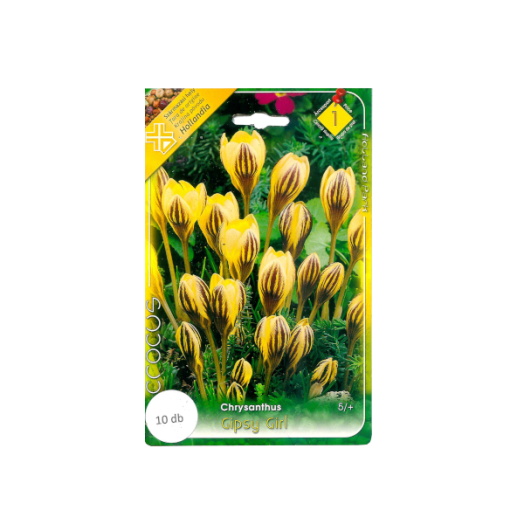 CROCUS SPECIES CHRYSANTHUS GIPSY GIRL 5CM