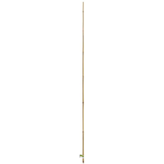 BAMBUSZ NÖVÉNYTÁMASZ 210CM, ÁTMÉRŐ:16-18MM