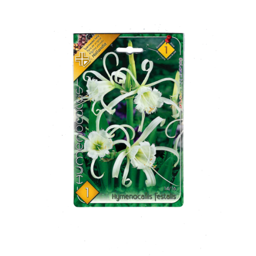 PÓKLILIOM (HYMENOCALLIS FESTALIS)