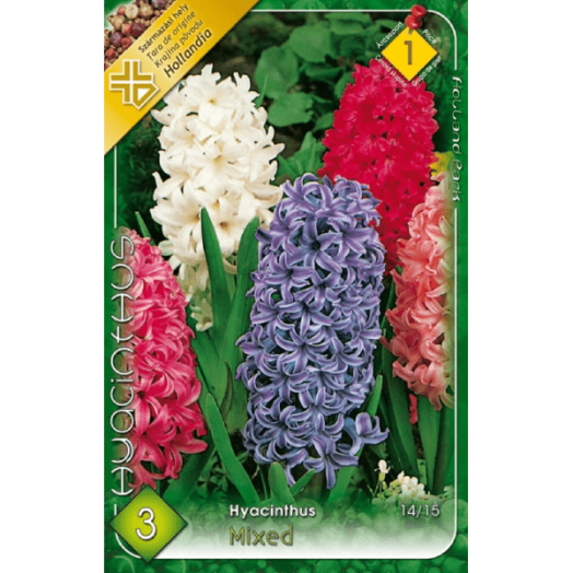 JÁCINT (HYACINTHUS MIXED) 14-15CM