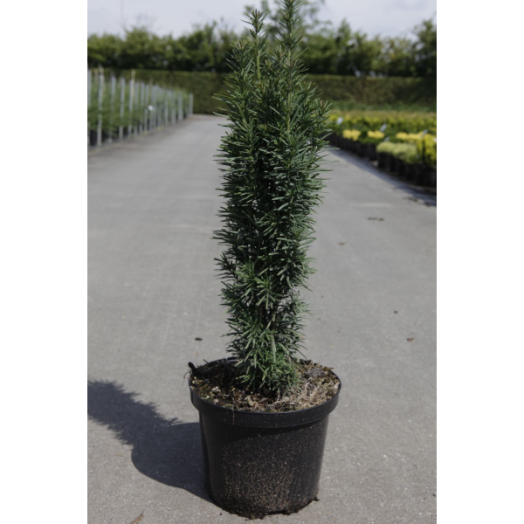 TISZAFA OSZLOPOS C2L TAXUS BACCATA