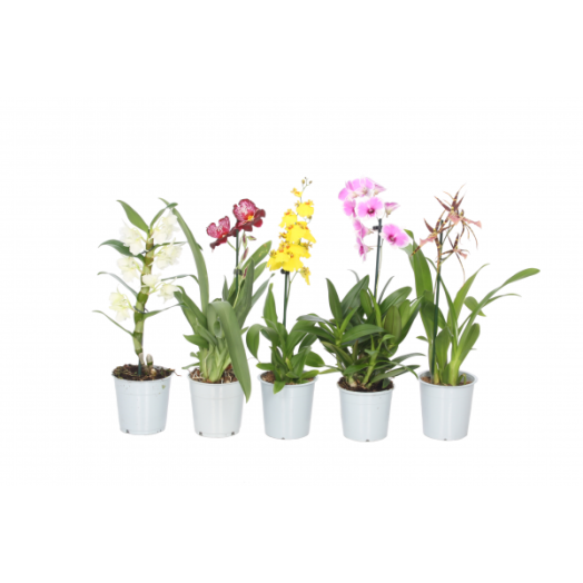 ORCHIDEA MIX CS: 12 CM (PHALENOPSIS CAMBRIA, MILTONIA, DENDROBIUM, CYMBID)