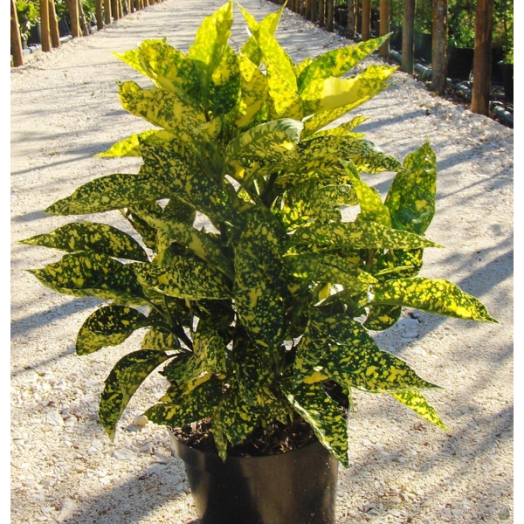 TARKA LEVELŰ JAPÁN BABÉRSOM C2 AUCUBA JAPONICA VARIEGATA