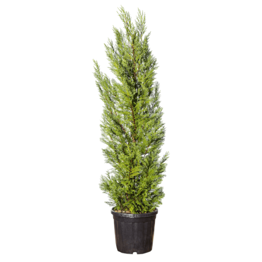 LEYLAND-CIPRUS C2 60/80 CM CUPRESSOCYPARIS X LEYLANDII