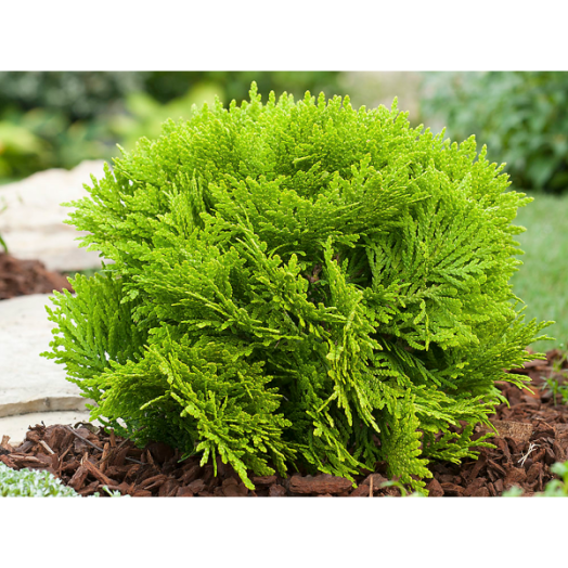 TÖRPE ARANYTUJA C2 THUJA ORIENTALIS BERCKMANNI