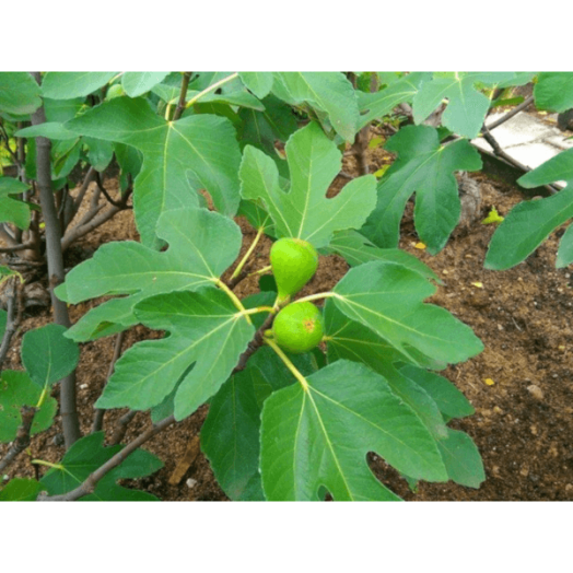 FÜGE ZÖLD TERMÉSŰ C3 FICUS CARICA