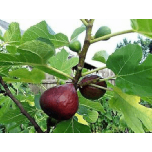 FÜGE LILA TERMÉSŰ C3 FICUS CARICA