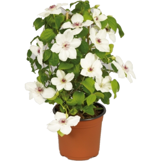 ISZALAG CSERÉP 17CM CLEMATIS