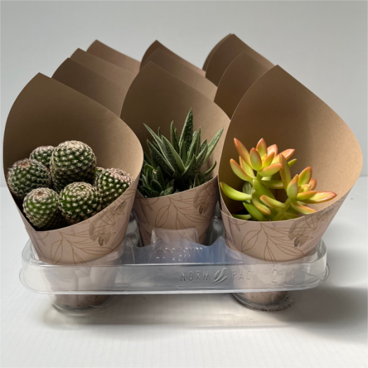 POZSGÁS MIX CS:8CM KARTON BORÍTÁS