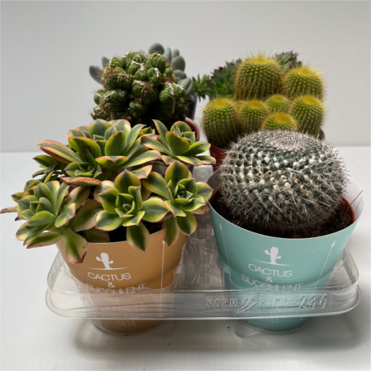 POZSGÁS MIX CS:13CM SZÍNES BORÍTÁS