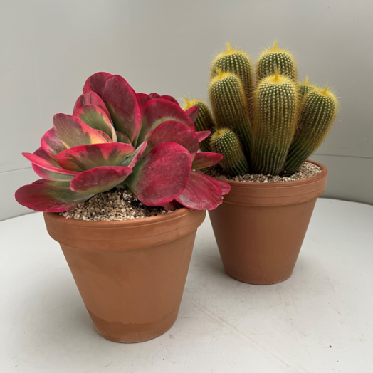POZSGÁS MIX AGYAGCSERÉPBEN CS:15CM